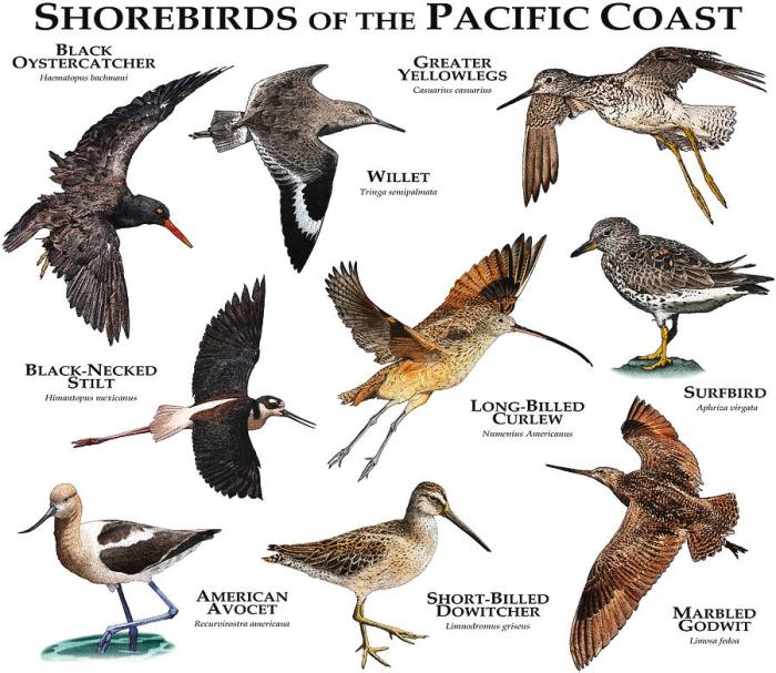 Exploring the Coastal Wildlife of Pacitan’s Shores