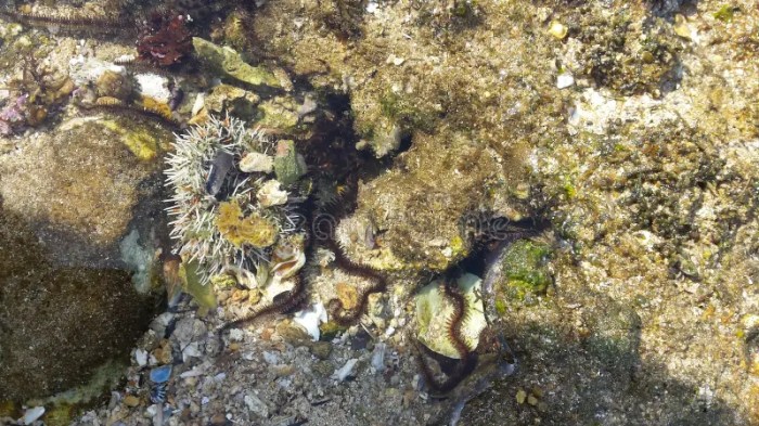 Exploring the Diverse Marine Life at Watu Karung Beach