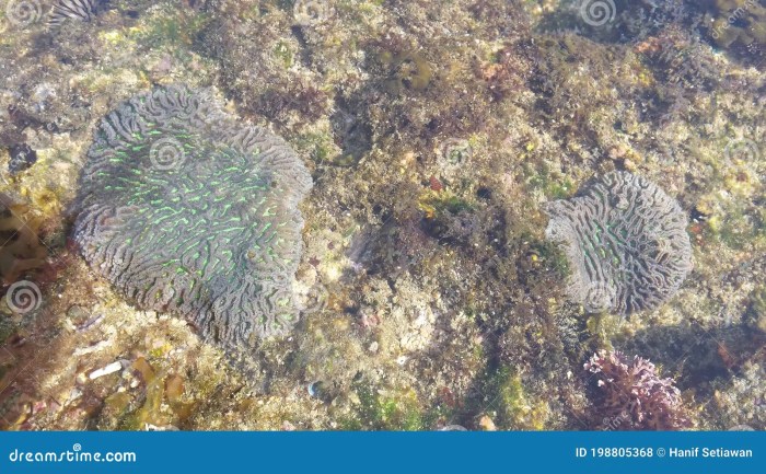 Exploring the Diverse Marine Life at Watu Karung Beach